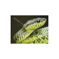 Natec NPP-0936 PODKŁADKA POD MYSZ PRINTABLE NATEC BIAŁA 220X180MM | Sklep ITnes.pl - IT for BUSINESS Natec NPP-0936 PODKŁADKA POD MYSZ PRINTABLE NATEC BIAŁA 220X180MM | Sklep ITnes.pl - IT for BUSINESS