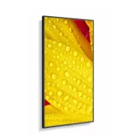 Monitor NEC MultiSync M431-2 60006083, 42,5", 3840x2160 (4K), 86Hz, IPS, 8 ms, Czarny | Sklep ITnes.pl, IT for BUSINESS Monitor NEC MultiSync M431-2 60006083, 42,5", 3840x2160 (4K), 86Hz, IPS, 8 ms, Czarny | Sklep ITnes.pl, IT for BUSINESS